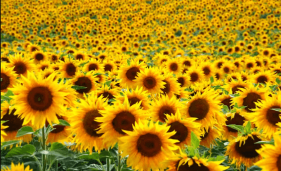 Cute:7yfzmayyyvg= Sunflowers