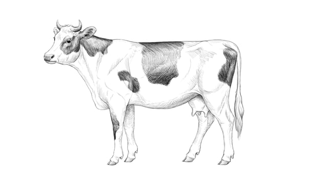 Drawing:Nysxi-Votdq= Simple:3wd-Os4zhyu= Cow