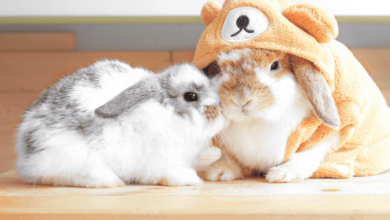 Cute:9x3mvgne8ji= Bunnies