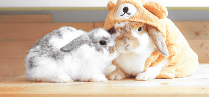 Cute:9x3mvgne8ji= Bunnies