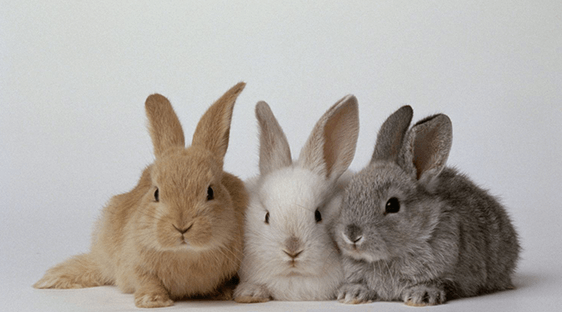 Cute:9x3mvgne8ji= Bunnies