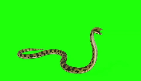 Animated:-Waeut4asr8= Snake