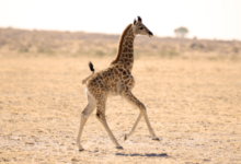 Baby:0d2sqzug3ru= Giraffe