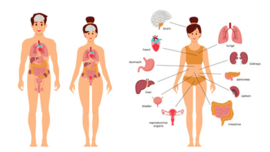 Female:Ef49g__U7yw= Human Anatomy