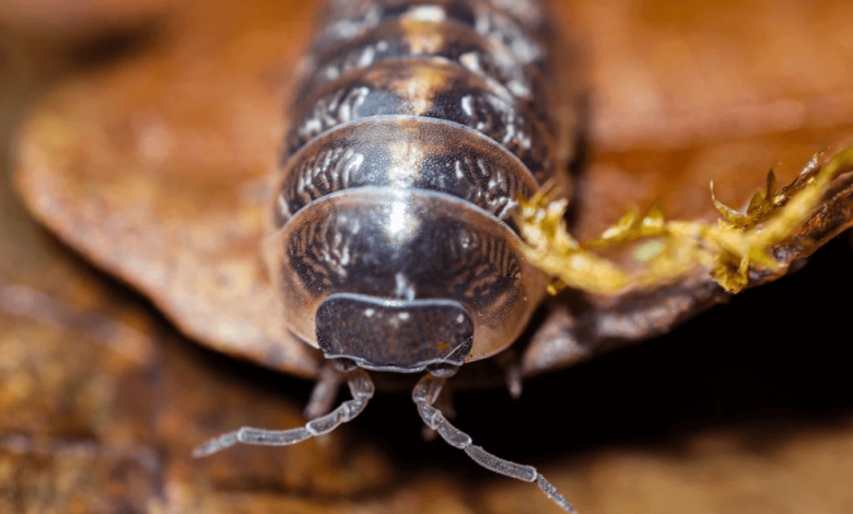 Hard-Shelled Heroes: The Role of Armadillidium Isopods in Terrarium Ecosystems