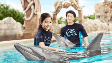 How to Experience Memorable Dolphin Interactions Safely