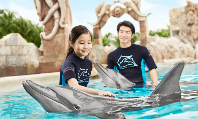 How to Experience Memorable Dolphin Interactions Safely