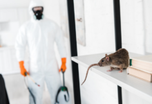 Why Choose a Family-Owned Pest Control Service in Chelmsford?