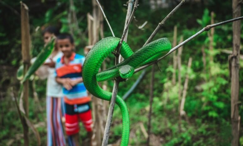 deadliest serpent on earth