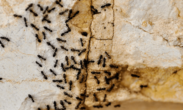 5 Common Signs Your Home Might Have a Termite Infestation